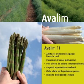 AVALIM agricolademarchi